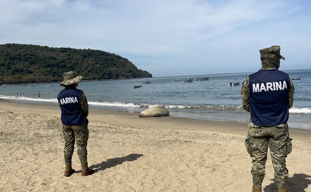 Brindan atención y protección a elefante marino que descansa en Playa "Los Ayala" en Compostela, Nayarit. Foto: Especial