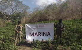 Marina erradica más de 22 mil 500 plantas de marihuana en Michoacán; plantío tenía una extensión de mil 500 metros cuadrados