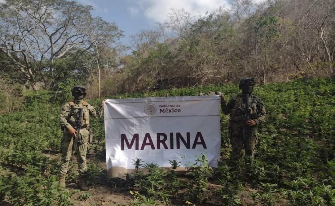 Integrantes de Infantería de Marina localizaron y erradicaron un plantío de marihuana en el municipio de Arteaga, Michoacán. Foto: Especial