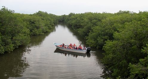 Puerto Vallarta: recorrido en vivo desde tu casa por los manglares de El Salado