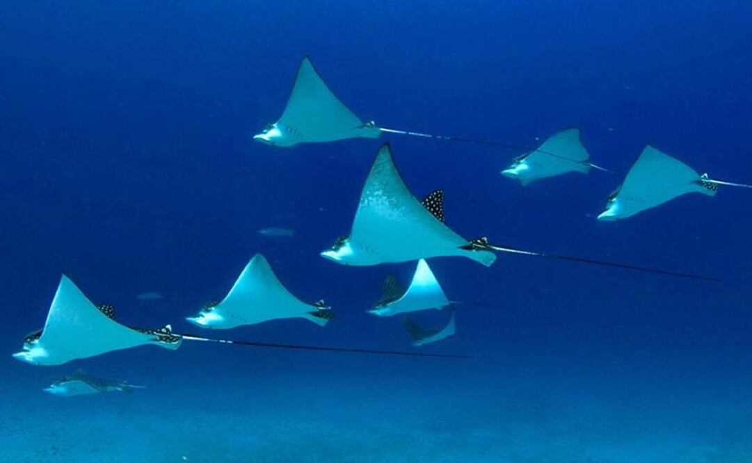 México, líder en protección de áreas marinas