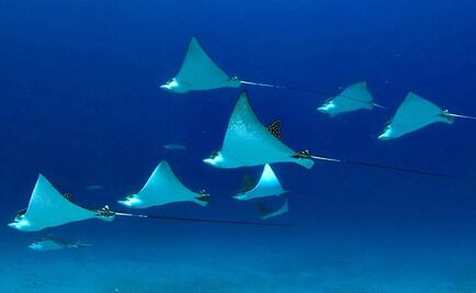 México, líder en protección de áreas marinas