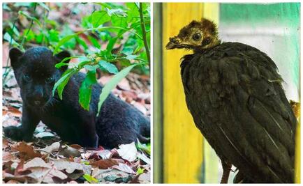 Nacen 2 jaguares negros y un pavón en zoo de Chiapas