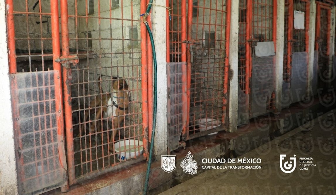 Rescate en Refugio Franciscano revela maltrato animal; más de 800 perros presentaban graves problemas de salud. Foto: Especial