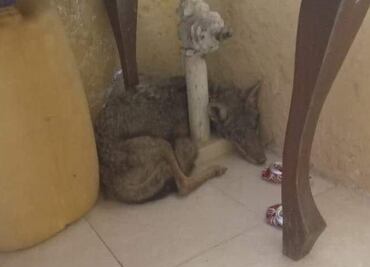 Confunden a coyote con un perro; entró a un domicilio