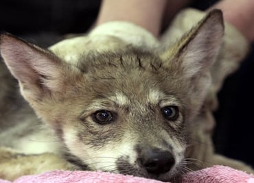 Two Mexican gray wolf pups were born in Mexico City