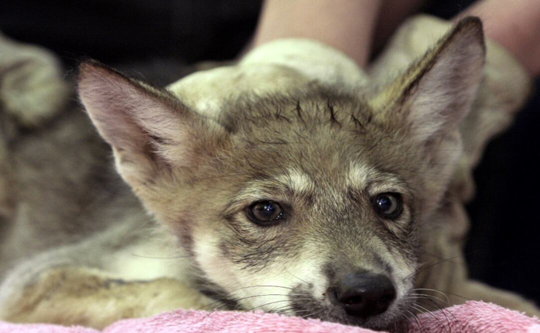 Two Mexican gray wolf pups were born in Mexico City