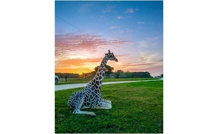 Fallece jirafa macho del parque Yumká en Tabasco