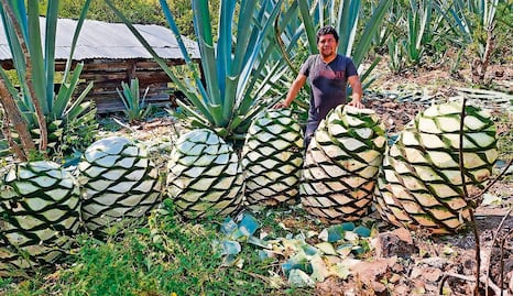 Diputados analizarán trato fiscal a bebidas