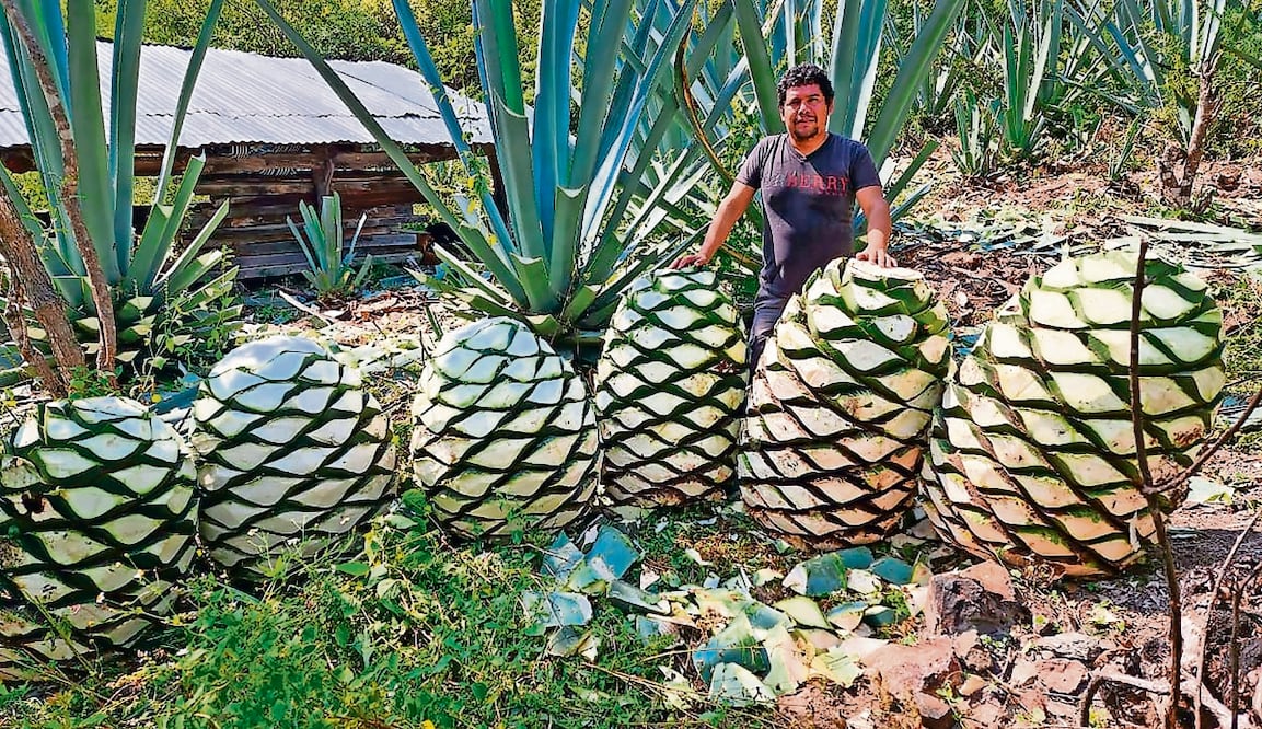 Se evaluarán alternativas para resolver problemáticas del sector de bebidas alcohólicas como mezcal y tequila. ARCHIVO EL UNIVERSAL