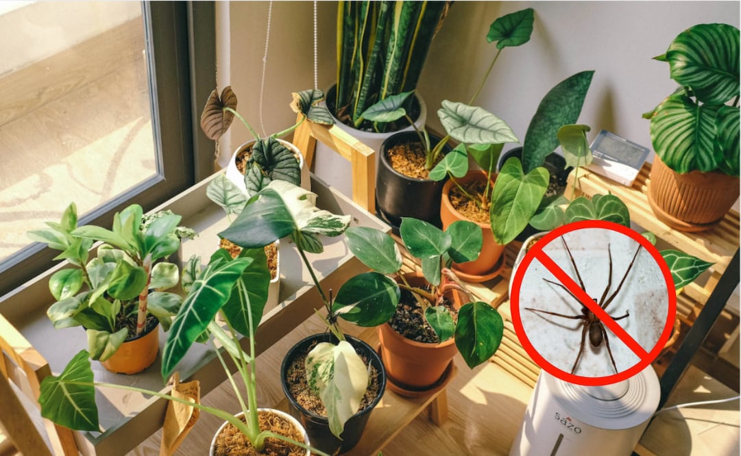 Este arácnido, conocido por esconderse en lugares oscuros y poco transitados, como clósets, detrás de muebles o en esquinas, representa un riesgo real para la salud debido a la potencia de su veneno
Foto: El Universal