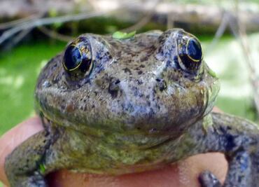 Descubren una nueva especie de rana en California