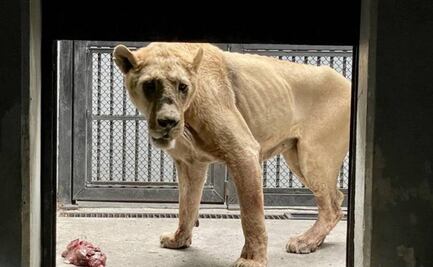 Trasladan a Africam Safari a 10 leones y 2 jaguares rescatados del Black Jaguar White Tiger en CDMX 