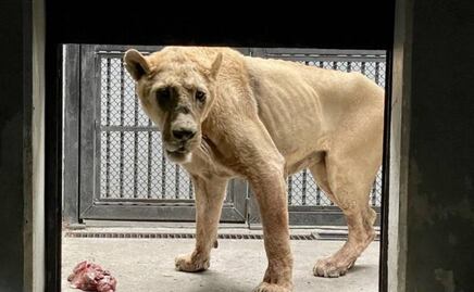 Trasladan a Africam Safari a 10 leones y 2 jaguares rescatados del Black Jaguar White Tiger en CDMX