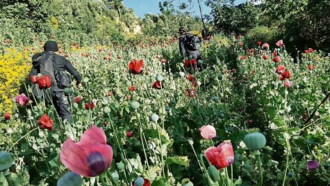 Destruyen más de 40 toneladas de marihuana y amapola