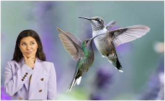 ¿Qué anuncia un colibrí cuando entra a tu hogar?; el significado espiritual, según el Feng Shui