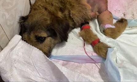 Médicos luchan por salvar patita de Barbitas tras ataque en la Central de Abasto de Toluca