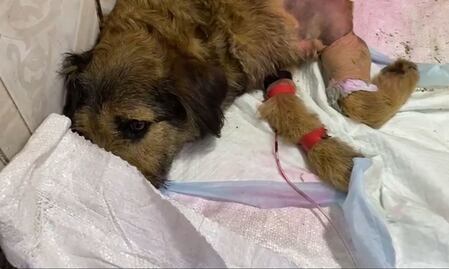 Médicos luchan por salvar patita de Barbitas tras ataque en la Central de Abasto de Toluca