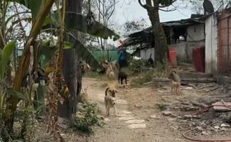Refugio Franciscano comparte video de perros en albergue “días antes del desalojo”; versiones con la Fiscalía chocan