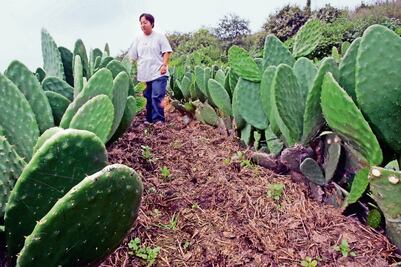 Protege Sederec 17 ha de cultivos