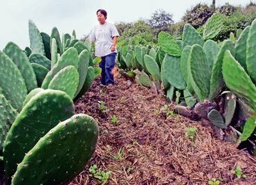 Protege Sederec 17 ha de cultivos