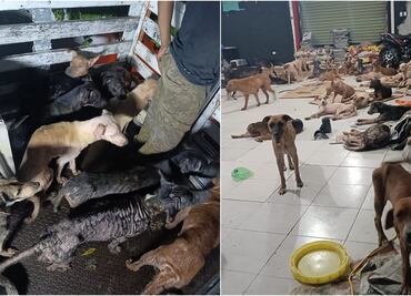 Huracán Beryl: Así salvaron a perritos de "Cachorrilandia" en Quintana Roo