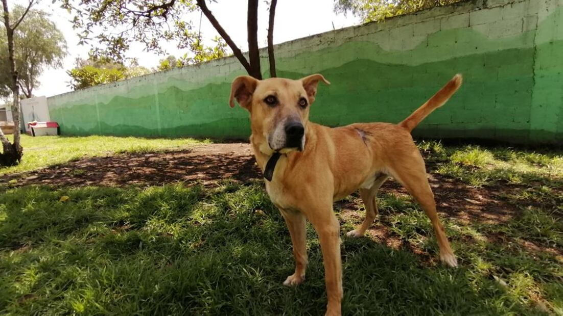 Perritos en adopción. FOTO: Especial/ EL UNIVERSAL/