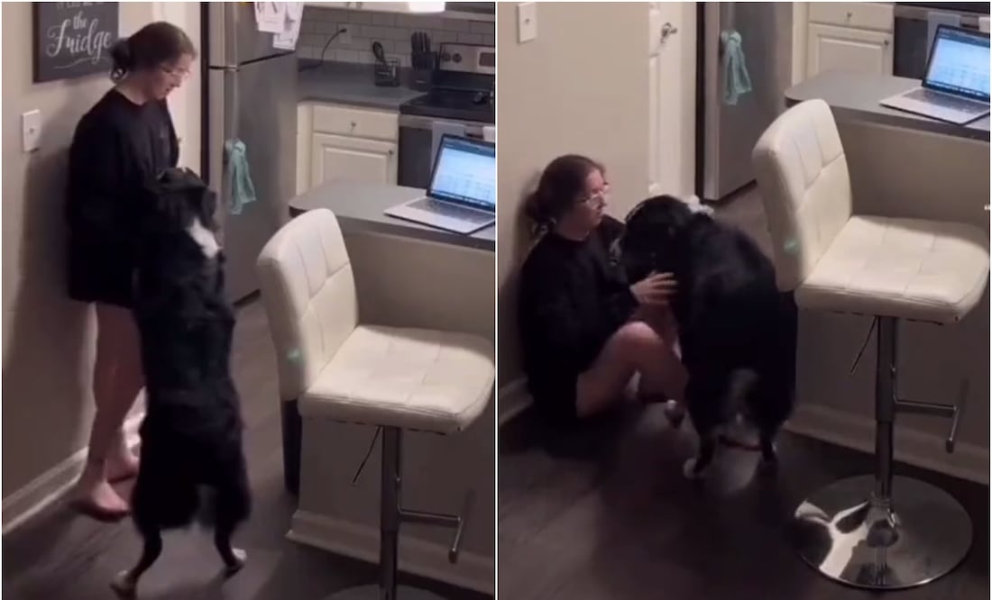 No es el primer video de Bailey auxiliando a su dueña, pues Katie comparte constantemente en redes sociales los clips capturados de su mascota en acción. Foto: X. @porqueTTarg