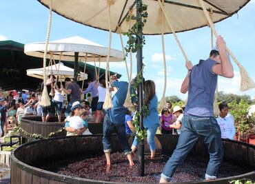 7 fiestas del vino irresistibles en Querétaro