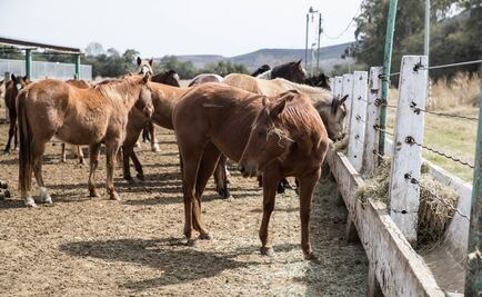 Piden erradicar la venta de carne de caballo en Chihuahua