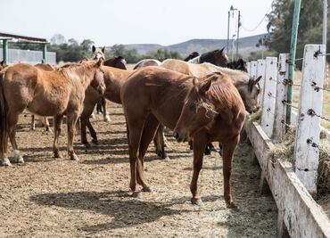 Piden erradicar la venta de carne de caballo en Chihuahua