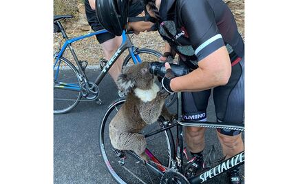 Koala intercepta a ciclista para "pedirle" agua en Australia