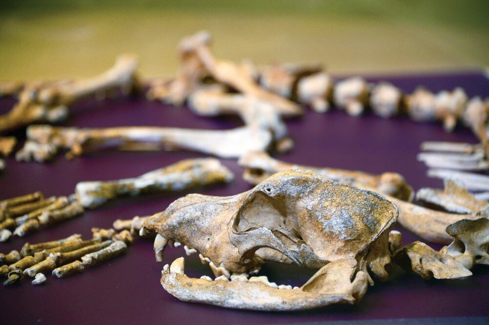 La exposición abrirá el 13 de octubre en el Museo del Templo Mayor (CORTESÍA INAH)