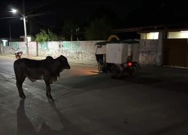 Toro escapa y causa sorpresa entre habitantes de Hunucmá, Yucatán