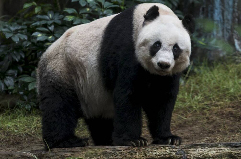 El lenguaje de los pandas es al parecer especialmente complejo en el caso de las madres que acaban de tener cachorros (ARCHIVO. REUTERS)
