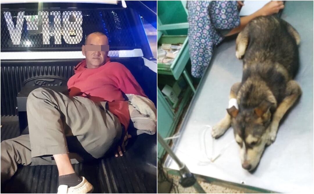 Protectores de animales buscan aumentar penas por maltrato en Edomex