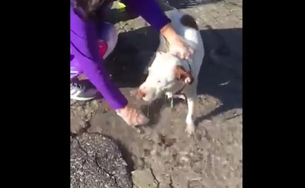 Aprovechan fuga de agua para bañar a perro en Cuernavaca
