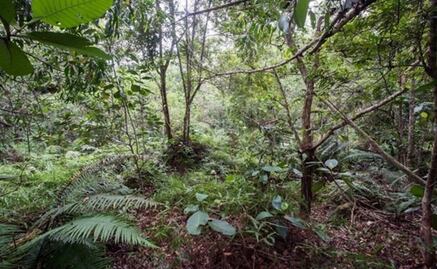 Reto Visual: Encuentra a los 12 soldados en la imagen