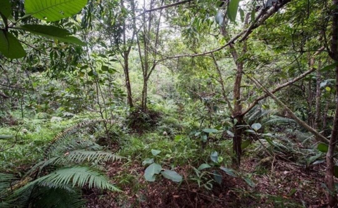 (FOTO: Tomada de Facebook)