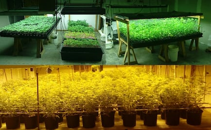 Aseguran invernadero hidropónico de marihuana 