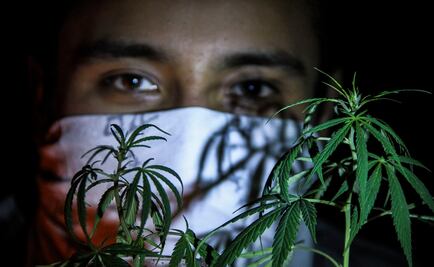 Legalizar marihuana golpearía 30% ingresos de cárteles: Senado