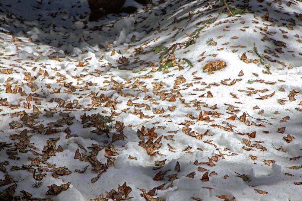 El acceso al santuario El Rosario fue cerrado para evitar que los visitantes se alarmaran al ver los miles de mariposas muertas. FOTO: ARMANDO SOLÍS. EL UNIVERSAL