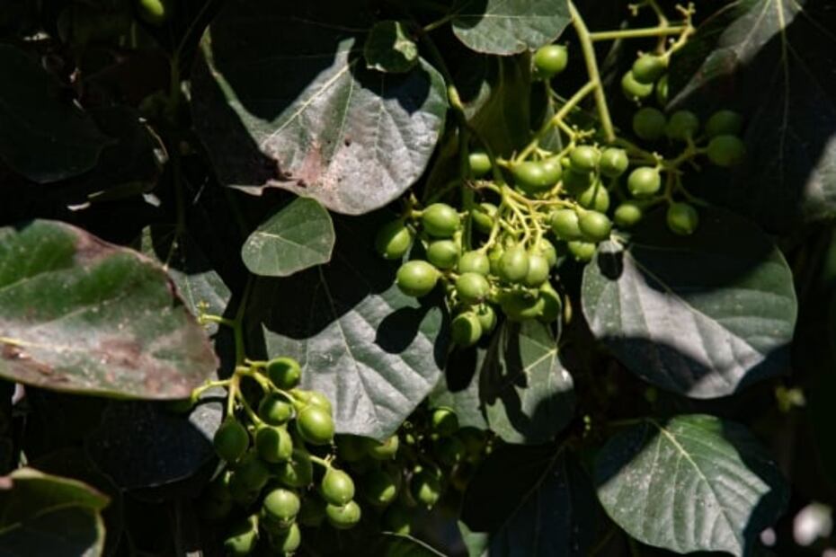 ¿Qué son las alcaparras y cuáles son sus beneficios? 