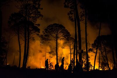 Lanzan concurso nacional de fotografía forestal 2018
