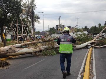 Alertan por fuertes vientos en CDMX; van 5 árboles derribados y dos lesionados