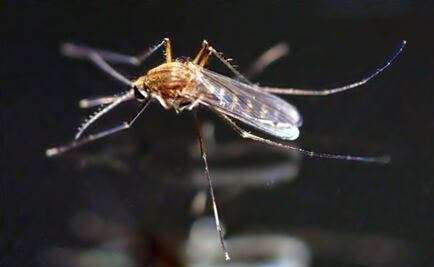 Fight against Chikungunya in prisons of Chiapas