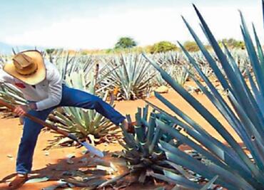 A casi 50 año de la Denominación de Origen del tequila