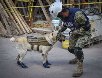 Perros, héroes anónimos en rescates por sismos