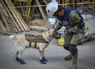 Perros, héroes anónimos en rescates por sismos