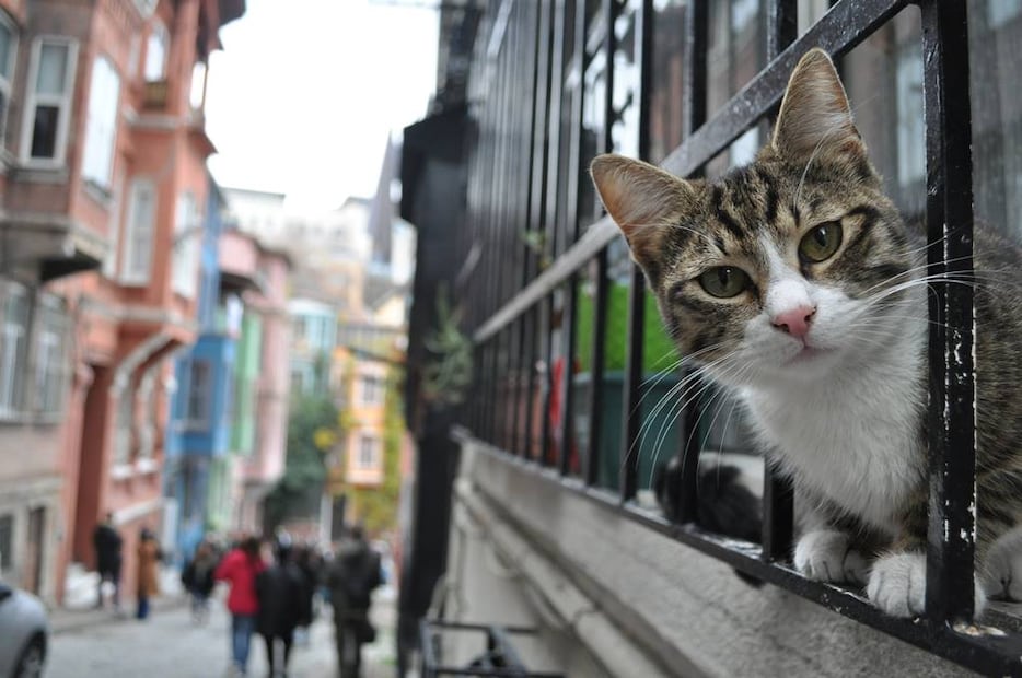 Balat y Fener, barrios con encanto colorido donde también puedes tomarle fotos a muchos gatos. Foto: iStock